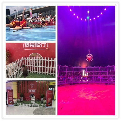 清遠市萌寵展租賃服務(wù)推薦 鴻飛禮儀慶典專業(yè)解決方案